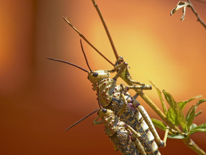 Amani Lodge, Grasshopper